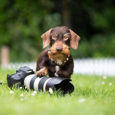 Cap, Fotografenhund, Rauhaardackel mit Kamera